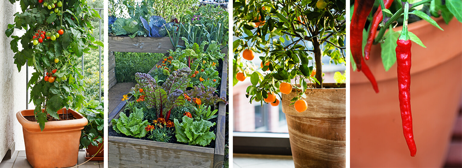 Urban Container Gardening California SummerWinds Nursery